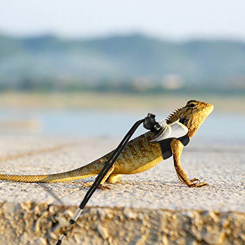 Arnés Ajustable de Piel para Reptiles de dragón Barbudo con alas Frescas para pequeños Animales al Aire Libre Caminar de Seguridad (S,M, L, 3 Unidades)