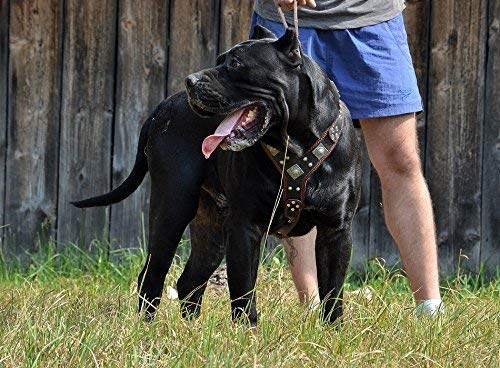 Bestia Eros - Arnés de Piel para Perros para Razas Grandes. 100% Piel. Duradero y Resistente. Suave Acolchado. Hecho a Mano en Europa.