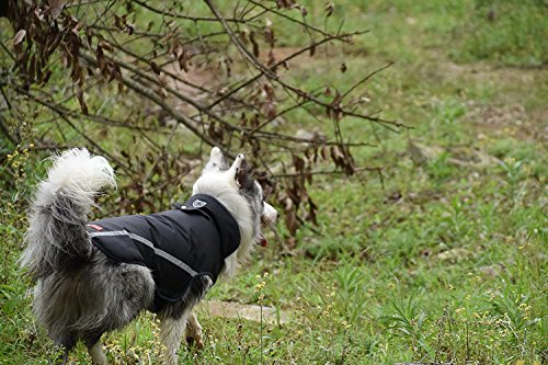 BLACKDOGGY - Chaleco impermeable reflectante para perro, color negro