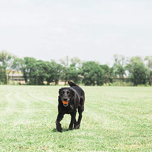 Chuckit! CU31932 Pelota Breathe Right Fetch Ball Medium, Bola De Entrenamiento para Perros, M