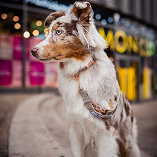 Correa para perro de compañía (2m) + collar a juego| Excepcionalmente elegante y ajustable