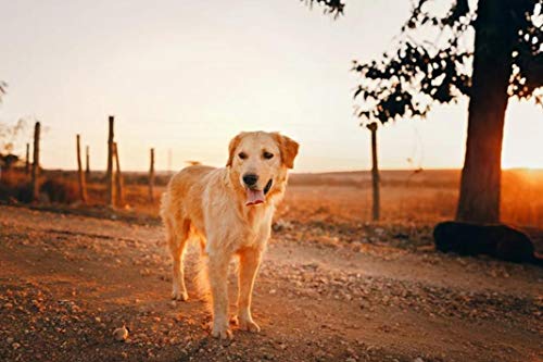 DIY Lienzo Pintura Pintura por números Adultos Flores Foto de Golden Retriever