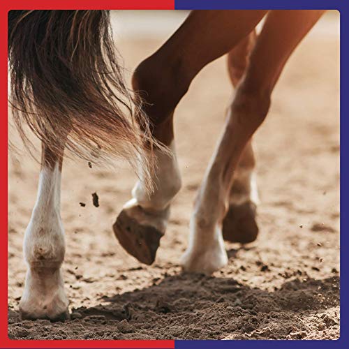 Equine America Biotin Xtra Powder | Suplemento premium listo para usar para caballos y ponis | para soporte de pezuñas | 2,5 kg