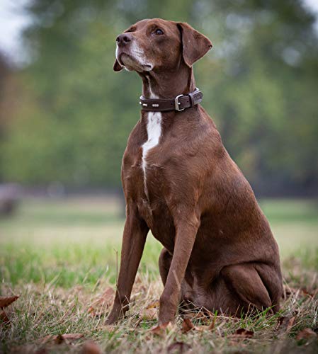 Jack & Russell Romeo - Collar de Piel para Perro con Remaches en Relieve, Piel de búfalo y napa de Vacuno