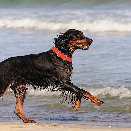 Juego de Correas para Perros, Combo Ajustable para adiestramiento de Mascotas, Manija a Prueba de Agua/a Prueba de Humedad Loop, 47in Accesorios de cinturón para Mascotas