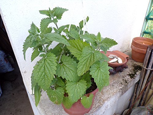 Nepeta Cataria – 150 Semillas – Nepeta Cataria – Catnip (hierba de gatos) – sem05