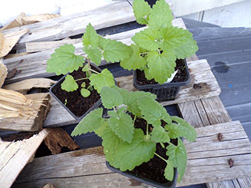 Nepeta Cataria – 150 Semillas – Nepeta Cataria – Catnip (hierba de gatos) – sem05