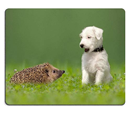 Not Applicable Alfombrilla de ratón Alfombrilla de Goma Natural Parson Jack Russell Terrier y Hedgehog on Meadow