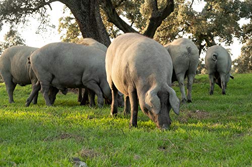 Paleta de Bellota 100% Ibérica Deshuesada - Los Romeros de Alanís | Paletilla de Raza Ibérica sin hueso de 1.5 - 1.7 kg | Calidad 100% Garantizada