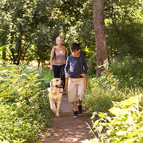 Rogz Collar Perros, Reflectante y Extragrande de 2,54 cm