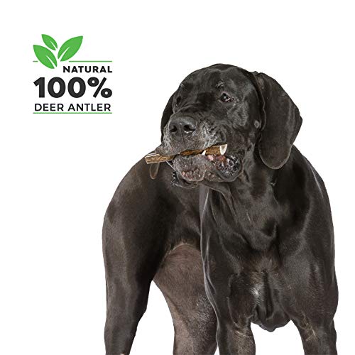 Asta Partida de Ciervo para Perro 100% Natural Cuerno Masticar Hueso Juguete, Tamaño Large