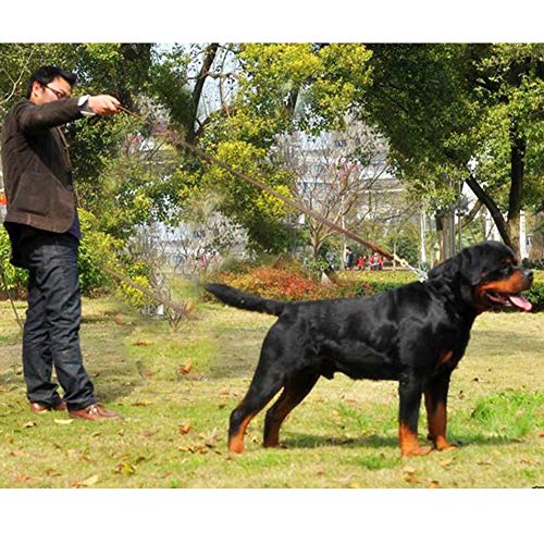 Bello Luna Correa de Perro de Cuero. Correa Trenzada para Entrenamiento de Perro de 3.9 pies para Perros Grandes o medianos.