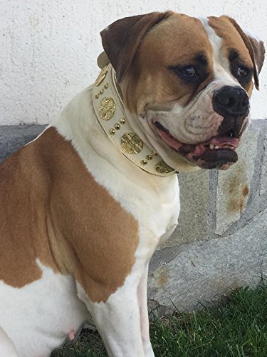 Bestia Maximus - Collar de perro de piel auténtica, razas grandes, corso de caña, Rottweiler, Boxer, Bullmastiff, Dogo, collar de perro de calidad, 100% piel, tachonado, tamaño L-XXL, 2,5 pulgadas de ancho, acolchado. Fabricado en Europa.