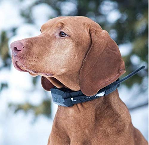 Collar adicional Dog GPS X20+ "Plus"