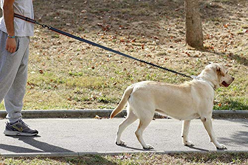 Correa de perro manos libres, correa para correr premium, ligera, reflectante, cinturón antigolpes.