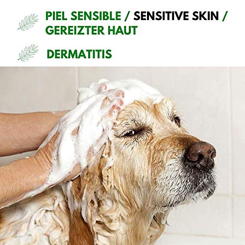 Disane Champú Para Perros Natural con Aloe Vera | 250ml | Pieles Sensibles y Atópicas, con Heridas, Dermatitis o Eccemas | pH Adaptado | Formulado para Perro y Cachorro Bajo Control Veterinario