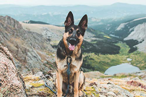 Embark Pets - Correa Sierra para perro con cuerda de escalada de montaña y mosquetón