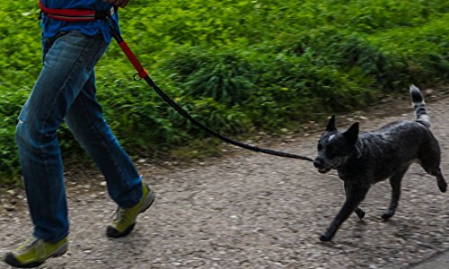 Hundefreund Correa con cinturón Manos Libres para Perros medianos y Grandes Canicross Correa elástica de 120 a 180 cm