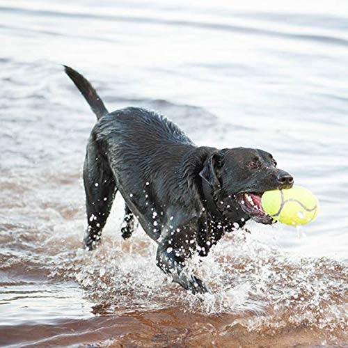 KONG - AirDog Squeaker Dumbbell - Juguete sonoro y saltarín, tejido pelota de tenis - Para Perros Medianos