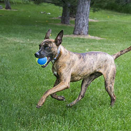 KONG - Squeakair Ultra Balls - Pelotas de Tenis sonoras Que respetan Sus Dientes - para Perros de Raza Mediana (3)