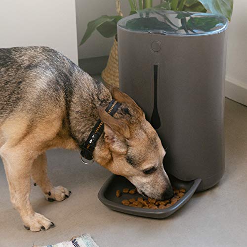 Navaris Dispensador de Comida automático con Temporizador - Comedero automático de 6L para 4 porciones de Comida diarias - para Perros y Gatos