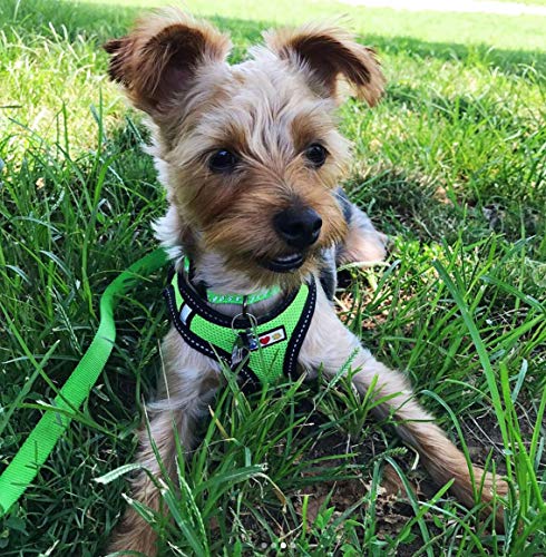 Pawtitas Arnes de Tela Antitirones Perro y Cachorros, Chaleco Acolchado para Mayor Comodidad, diseño Resistente, Ajustable y Transpirable Mediano Verde