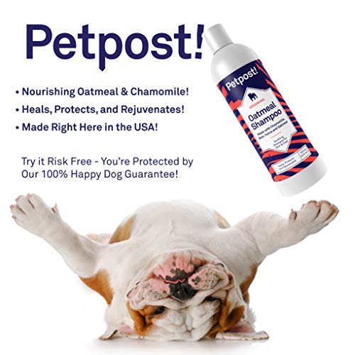 Petpost | Champú De Avena Y Manzanilla para Perros con Piel Seca: Cura, Protege Y Rejuvenece De Forma Natural La Piel Y El Pelaje De Los Perros: Fórmula De Avena, Manzanilla, Aloe Y Yuca (434 ml)