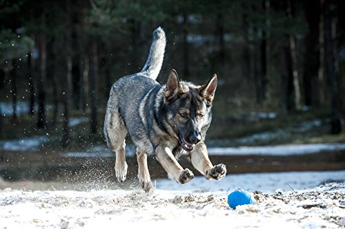 PlayfulSpirit Pelota de Rugby de Recompensas para Cachorros y Perros: Dispensador de Comida, Increíble Destructor del Aburrimiento de Mascota y Divertido Juguete de Entrenamiento Básico para Cachorros