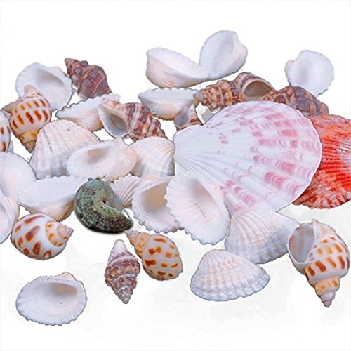 Quanjucheer 100 g de conchas de playa de mar, manualidades, conchas de conchas marinas, accesorios de fotos, decoración para acuario, Multicolor, Multicolor