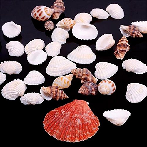 Quanjucheer 100 g de conchas de playa de mar, manualidades, conchas de conchas marinas, accesorios de fotos, decoración para acuario, Multicolor, Multicolor