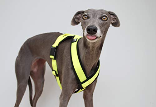 The Trendy Whippet Arnés Amarillo de Alta Visibilidad en Forma de Y, en 3 Colores, con Forro Polar, Correa Ajustable, diseño de Galgos, Lurchers, Galgos, Saluki, Sighthound