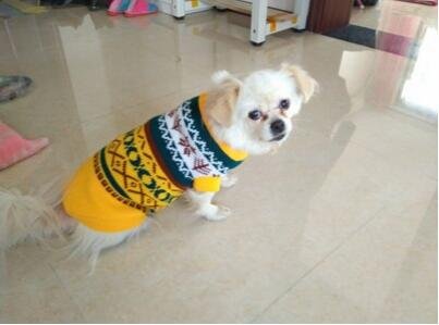 Tineer Pet Dog Sweater Ropa de Punto Copo de Nieve Pet Cat Coat, Jersey suéter Chaqueta Invierno Nieve Patrón Azulejos Ropa de Navidad (L, Amarillo)