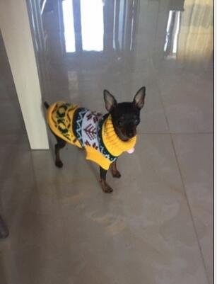 Tineer Pet Dog Sweater Ropa de Punto Copo de Nieve Pet Cat Coat, Jersey suéter Chaqueta Invierno Nieve Patrón Azulejos Ropa de Navidad (L, Amarillo)