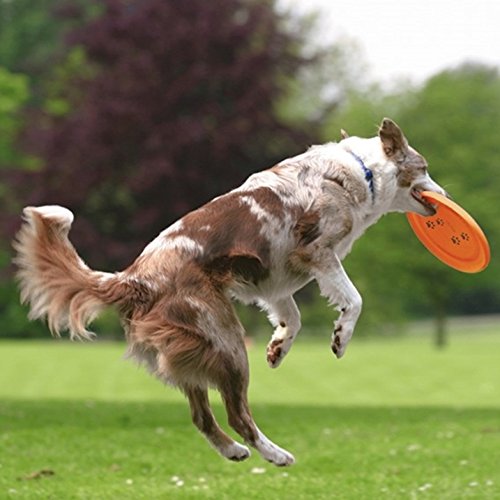 Trixie Disc Dog Activity, Plást. Extra Resistente,ø23 cm