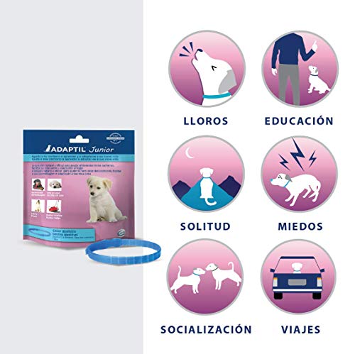 ADAPTIL Junior - Antiestrés para cachorros - Adaptación al hogar, Aprendizaje, Educación, Lloros, Quedarse solo - Collar para Cachorros