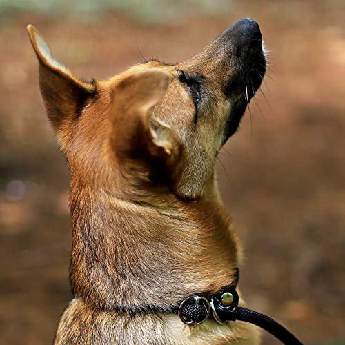 Dibea Correa Retriever, Correa de Perro, Correa de Entrenamiento, Negro, 170 cm