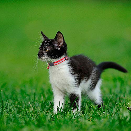 GingerUP Collar Reflectante Gatos Pequeño, Correa Gato Elástico con Campaña Luminoso Reflectante y Hebilla Seguro de Liberación Rápida