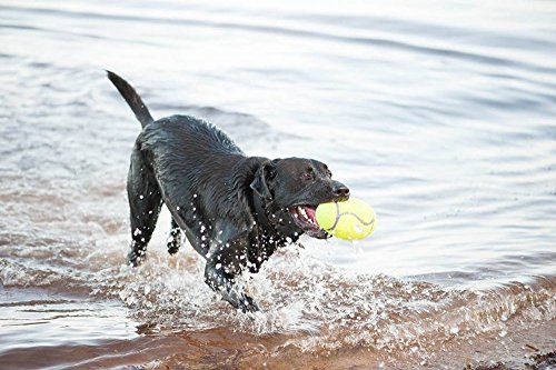 KONG - AirDog Squeaker Football - Juguete sonoro y saltarín, Tejido Pelota de Tenis - para Perros Grandes