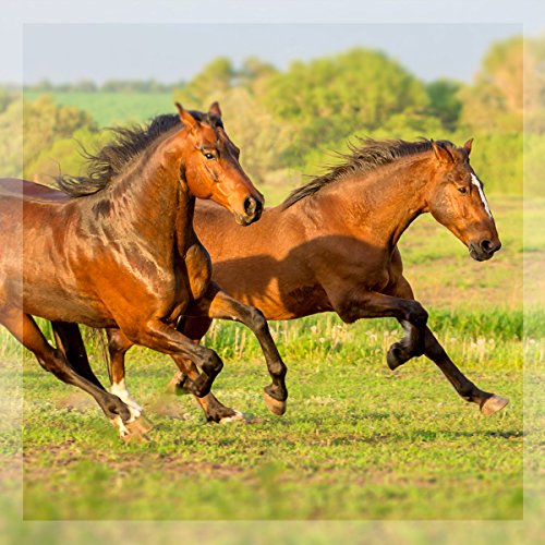 MSM en polvo para Perros y Caballos (500gr) | Azufre de metilsulfonilmetano | Ayuda para las articulaciones de tu mascota | GreenPet