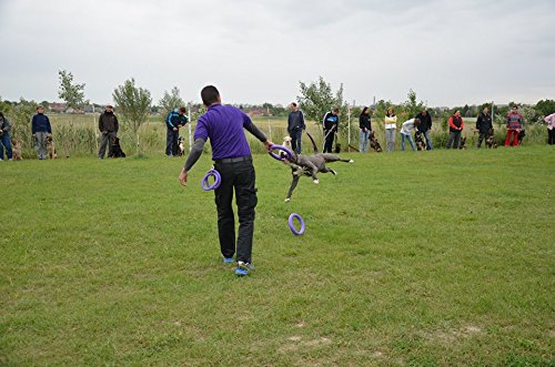 PULLER Standart - Dispositivo interactivo para perros