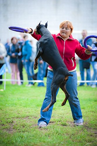 PULLER Standart - Dispositivo interactivo para perros