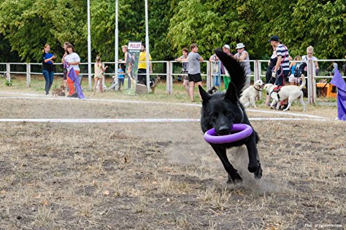 PULLER Standart - Dispositivo interactivo para perros