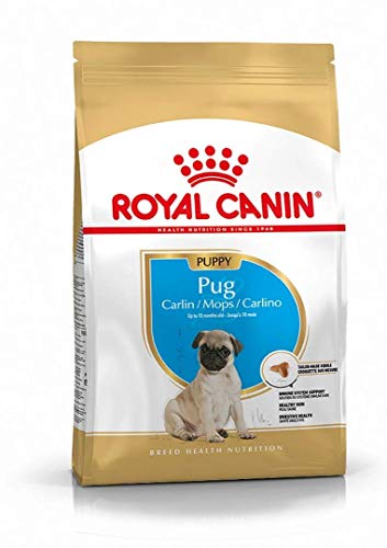 Royal canin carlino junior pienso para carlino joven