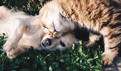 Aceite de Coco para animales – Un Natural eficaz protección contra garrapatas, antiácaros, parasiten & piel cuidado sin Química