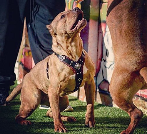 Bestia Eros - Arnés de Piel para Perros para Razas Grandes. 100% Piel. Duradero y Resistente. Suave Acolchado. Hecho a Mano en Europa.