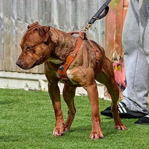 Bestia Eros - Arnés de Piel para Perros para Razas Grandes. 100% Piel. Duradero y Resistente. Suave Acolchado. Hecho a Mano en Europa.