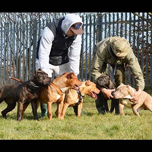 Bestia Eros - Arnés de Piel para Perros para Razas Grandes. 100% Piel. Duradero y Resistente. Suave Acolchado. Hecho a Mano en Europa.