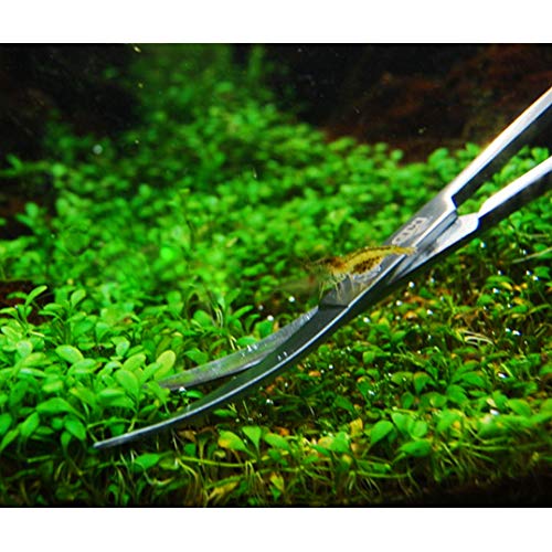 iwobi 24 CM Tijeras de Plantas acuáticas, Tijeras de podar para Plantas de Acuario Tanque de Peces de Acuario Tijeras de Acero Inoxidable