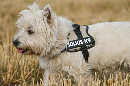 Julius-K9 PowerHarness para perros, color aguamarina, talla Mini