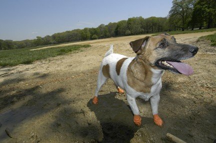 Ortocanis Botas para Perro Pawz (Caucho) - protección, Control de tracción, irritaciones, heridas - 7 Tallas